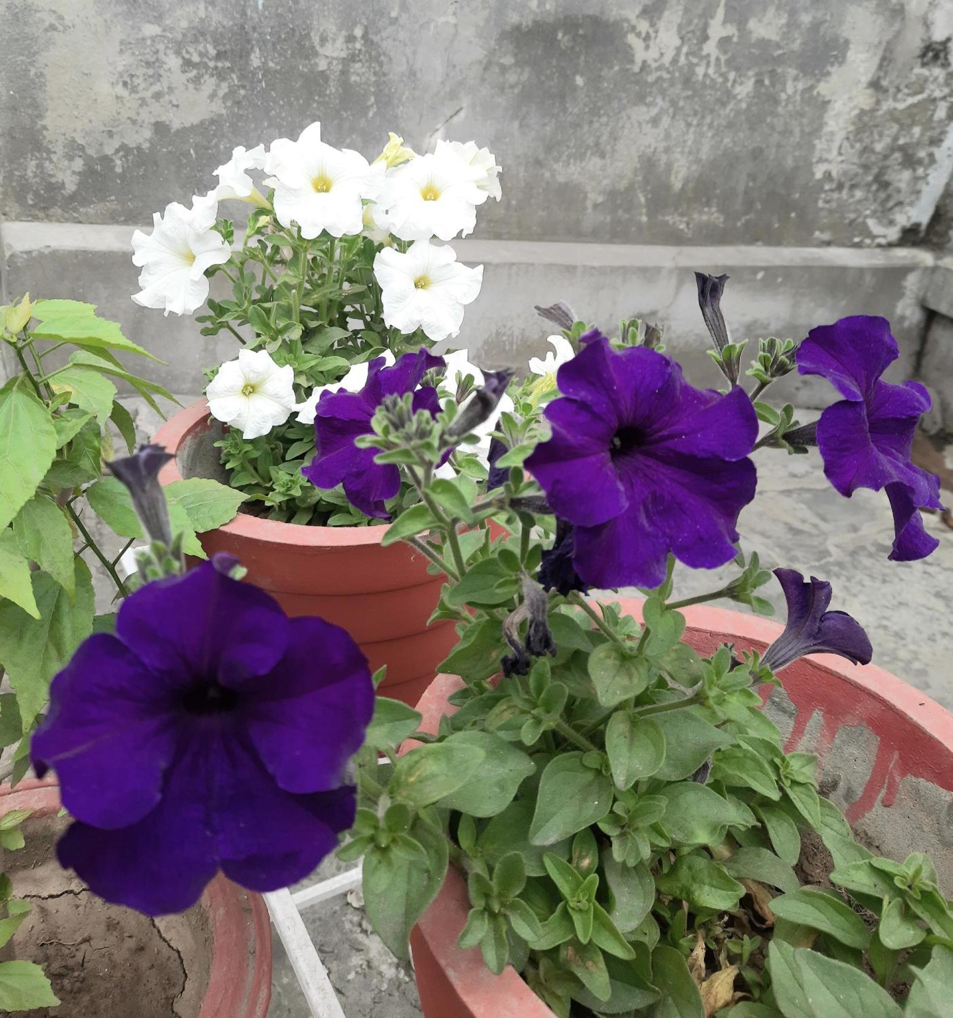Gokul Pg Homestay Gorakhpur Exterior foto